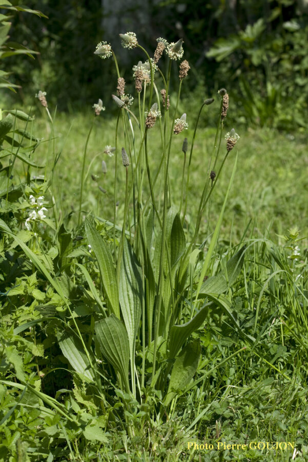 Huile apaisante plantain – Image 2
