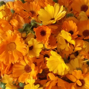 HUILE DOUCEUR CALENDULA